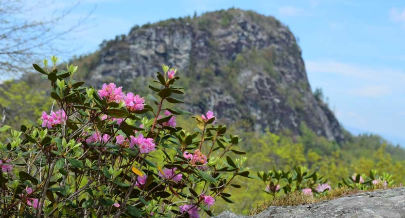 Pink wild flowers jut upwards in front of a mountain landscape